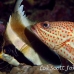 grouper_slender_db_h_0705_png2177.jpg